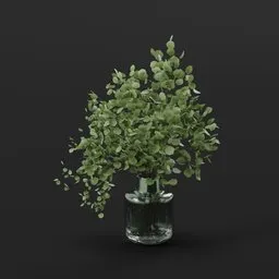 Eucalyptus Branches