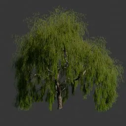 Weeping Willow