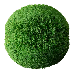 Grass Lawn