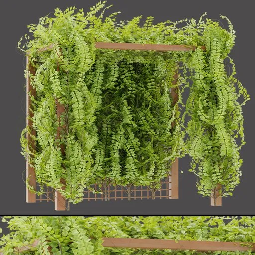 Ivy Covered Pergola