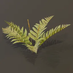 Cinnamon Fern Tiny