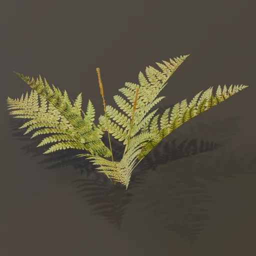 Cinnamon Fern Tiny