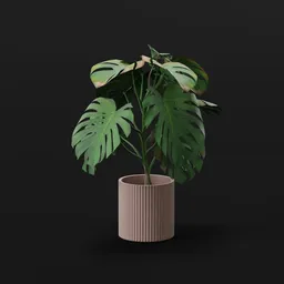 Monestera Plant Grown Potted