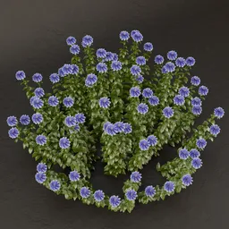 SJ-Elegant Meadow Bush