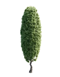 Narrow-form pine tree 3D model optimized for park and forest road designs, compatible with Blender.