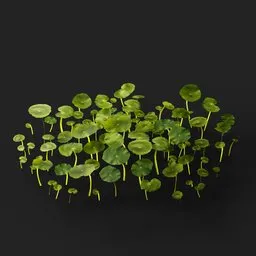 Hydrocotyle vulgaris