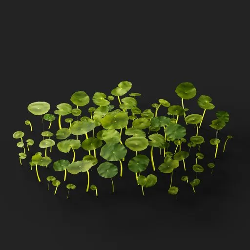 Hydrocotyle vulgaris