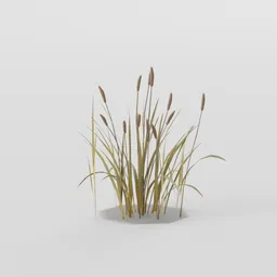 Cattail Plant