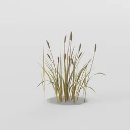 Cattail Plant