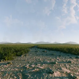 Path in Grassy Field