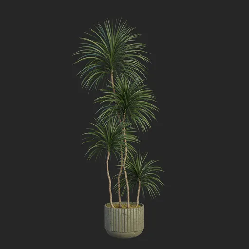 Plant