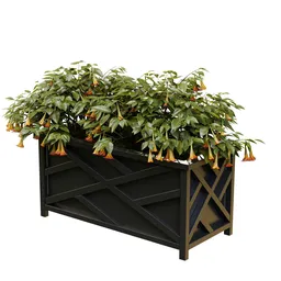 Flowering Brugmansia