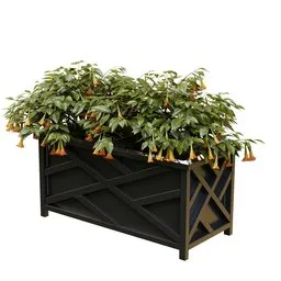 Flowering Brugmansia