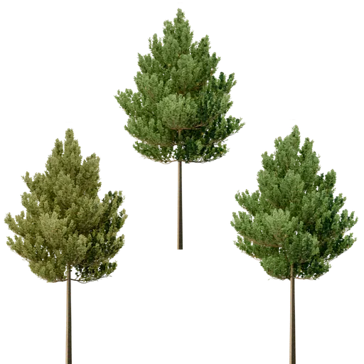 Three realistic 3D model trees with customizable shaders for Blender landscapes on a transparent background.