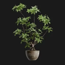 Potted Money Tree Bonsai