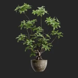 Potted Money Tree Bonsai