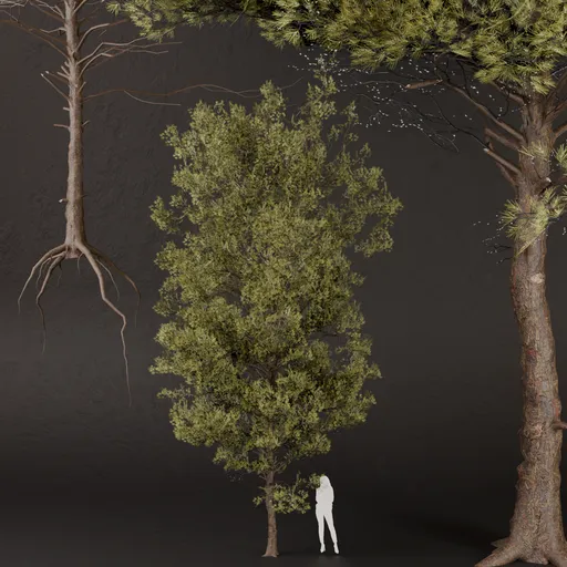 SJ-Forest Pine Tree