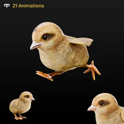 Chick Animated