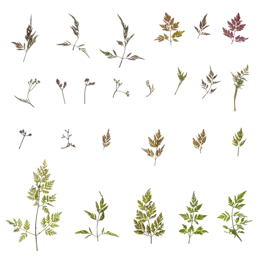 Torilis scabra Leaf