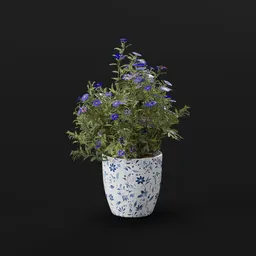 Flower Aster Potted Med