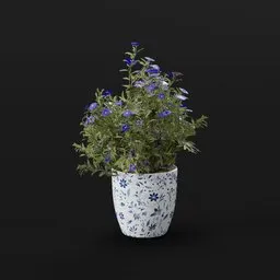 Flower Aster Potted Med