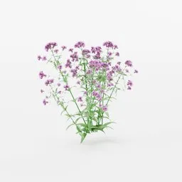 Detailed 3D model of a flowering Oregano plant with purple blooms for Blender rendering and nature scenes.