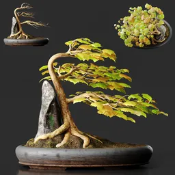 Windswept Sycamore Bonsai - Fukinagashi
