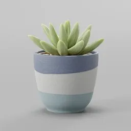 Succulent Plant