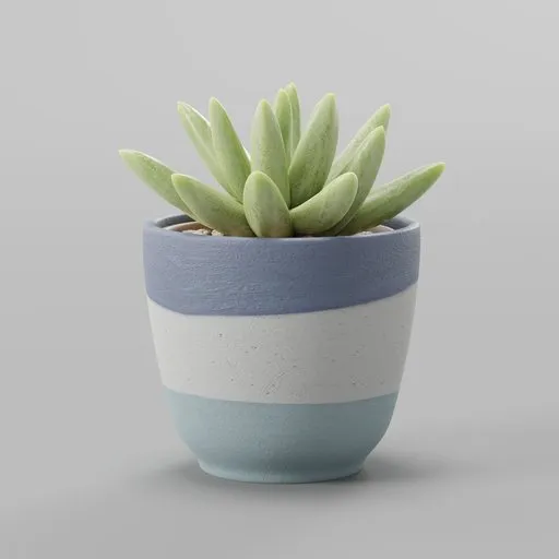 Succulent Plant