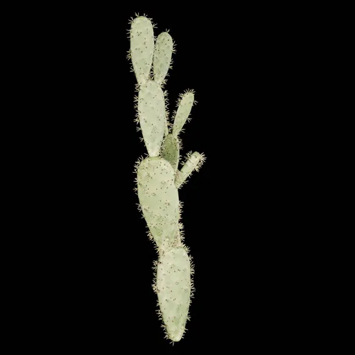 Realistic Cactus