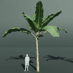 Tropical Banana Tree Large