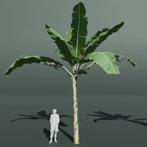 Tropical Banana Tree Large