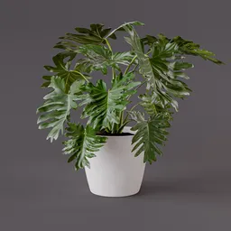 Philodendron Potted Plant