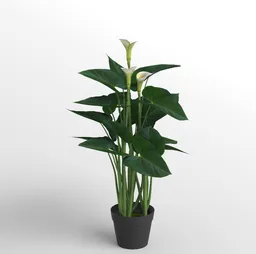 Potted White Calla Lily Plant