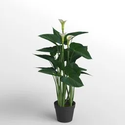 Potted White Calla Lily Plant