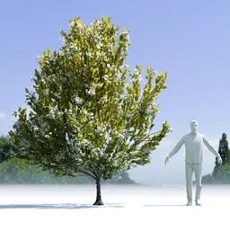 Tree Orange Choisaya