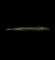 Leech