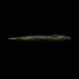 Leech