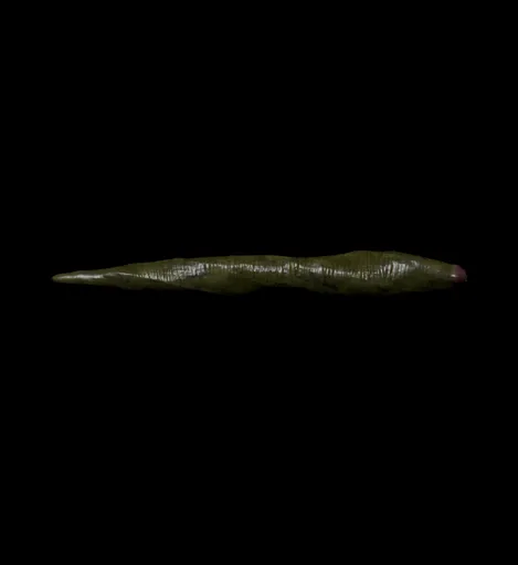 Leech