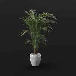 Elegant Areca Palm