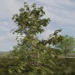 Low-poly 3D model of a large wild broadleaf tree with PBR textures for Blender, suitable for game and cinematic environments.