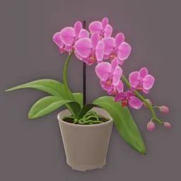 Detailed 3D model of a pink orchid plant with realistic flowers and leaves for Blender rendering.