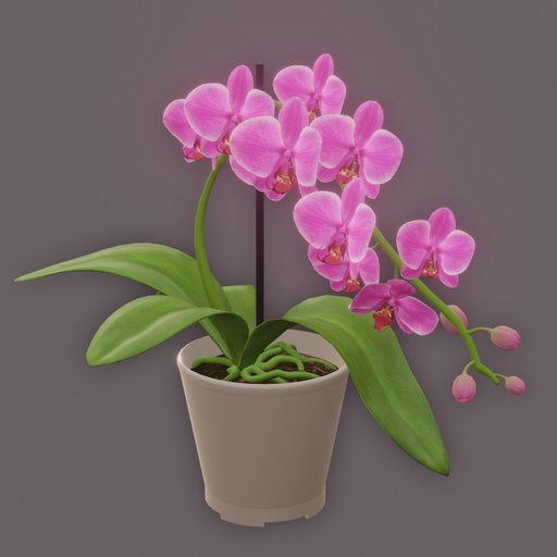 Pink Orchid
