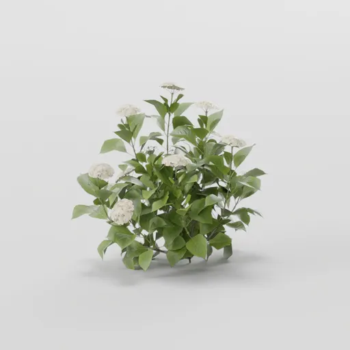 Dense Burdoc Plant