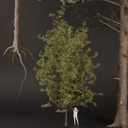 SJ-Wintery Pine Tree