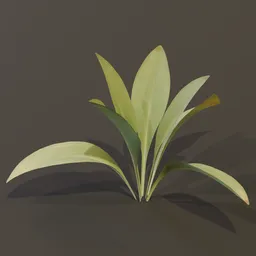 Haran Cast Iron Plant Tiny