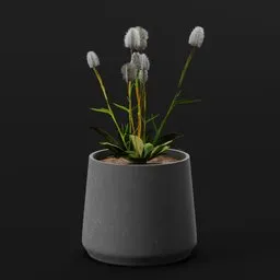 Plant Alpine Bistort Med Pot