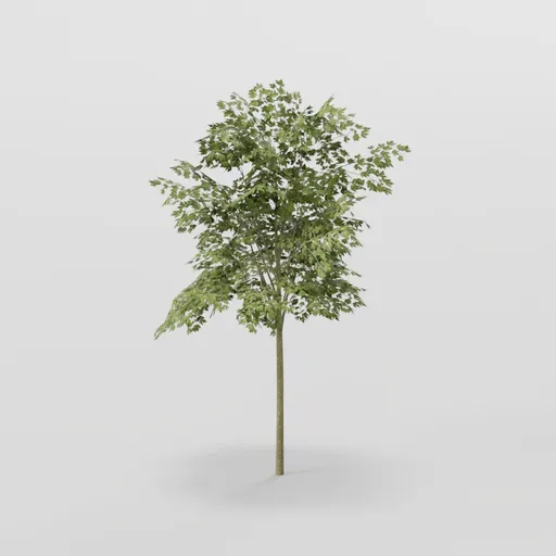 Young Mapple Tree