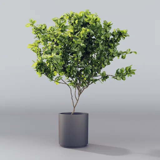 Decorative tree in the pot
