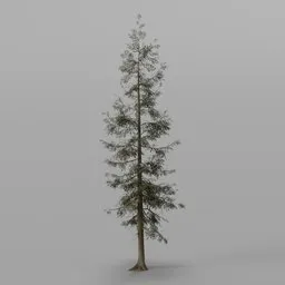 Dense Spruce Conifer